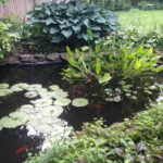 Pond1